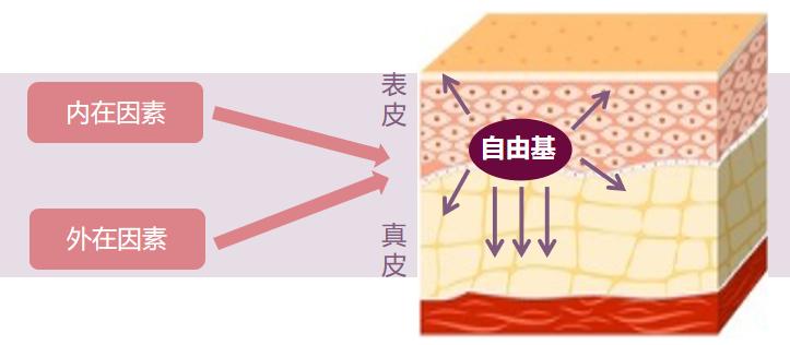 自由基損壞肌膚